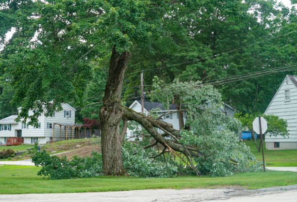 Trusted Ashburn, GA  Tree Services Experts